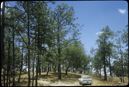 Pine forest north of La Rosa Blanca