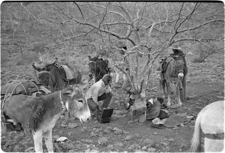 Packing mules in the Sierra de San Francisco