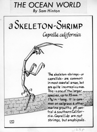 Skeleton shrimp: Caprella californica (illustration from &quot;The Ocean World&quot;)