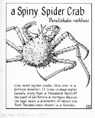 A spiny spider crab: Paralithodes rathbuni (illustration from &quot;The Ocean World&quot;)