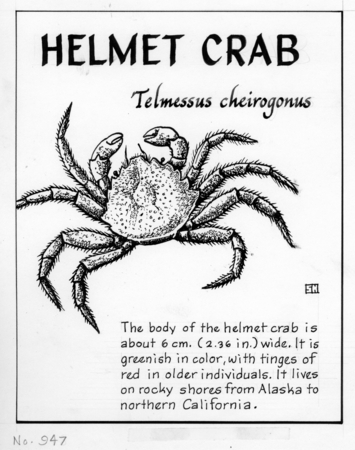 Helmet crab: Telmessus cheiragonus (illustration from  &quot;The Ocean World&quot;)