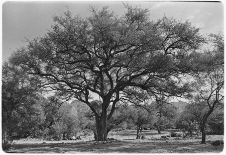Large tree in Misión Guadalupe area