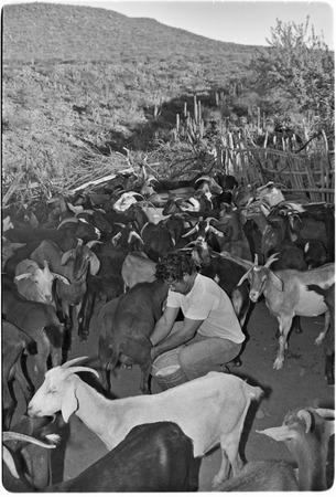 Milking goats at Rancho El Cerro