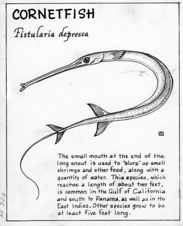 Cornetfish: Fistularia depressa (illustration from &quot;The Ocean World&quot;)
