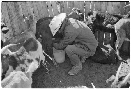 Milking goats at Rancho San Antonio