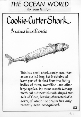 Cookie-cutter shark: Isistius brasiliensis (illustration from &quot;The Ocean World&quot;)