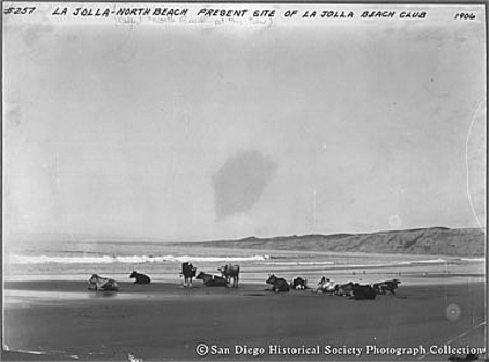 [Cows on beach at La Jolla]