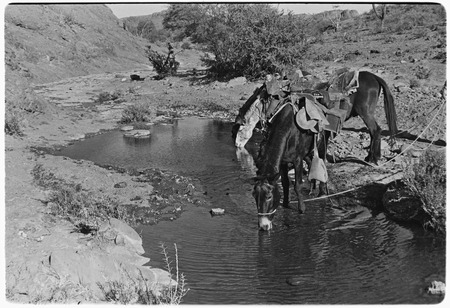 Watering mules on trail from Rancho San Estanislao to Rancho San Gabriel in the Sierra de Guadalupe