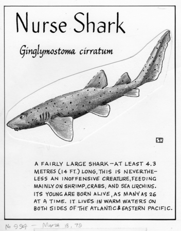 Nurse shark: Ginglymostoma cirratum (illustration from &quot;The Ocean World&quot;)