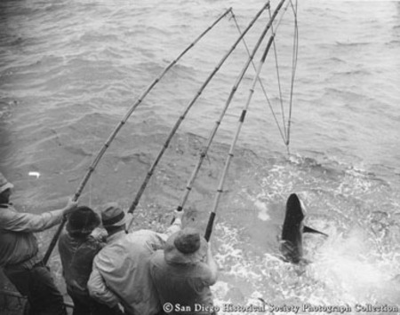 Four tuna fishermen with linked bamboo poles landing large tuna