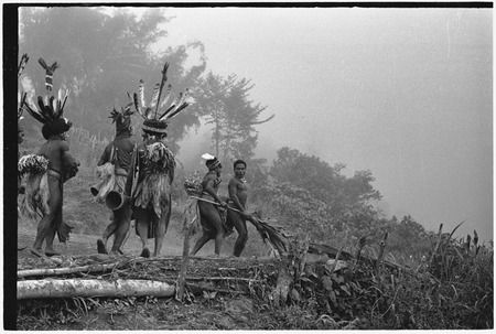 Pig festival, stake-planting, Tuguma: decorated men sweep dance ground with cordyline to expel enemy spirits