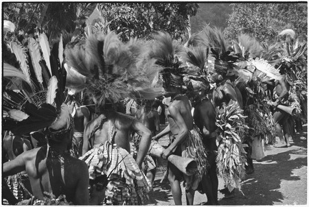 Pig festival, singsing, Kwiop: decorated men with feather headdresses dance in line to rhythm of kundu drums