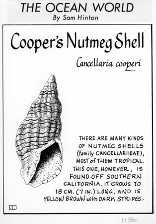 Cooper&#39;s nutmeg shell: Cancellaria cooperi (illustration from &quot;The Ocean World&quot;)