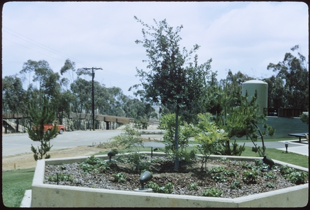 Class of 1968 commemorative tree. UCSD pedestrian bridge in the background