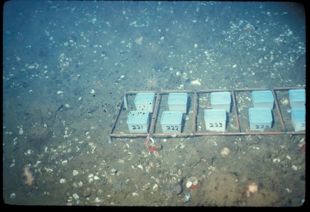 Exclusion bins used in John Oliver&#39;s experiment during Paul Dayton&#39;s study of the McMurdo Station benthic community. Antar...