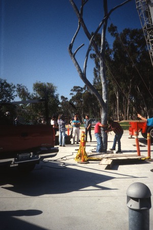 Trees: view of Silent Tree being re-installed in front of Geisel Library, UCSD, June, 1993