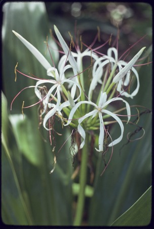 White crinum lily flowers