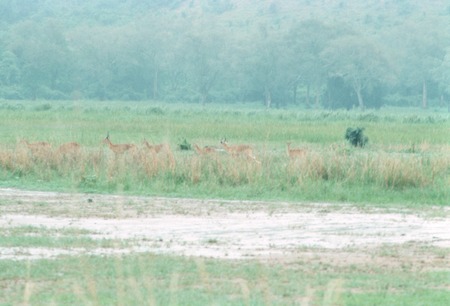 Small herd of antelope (puku) at Sumbu Game Park, Kaputa District
