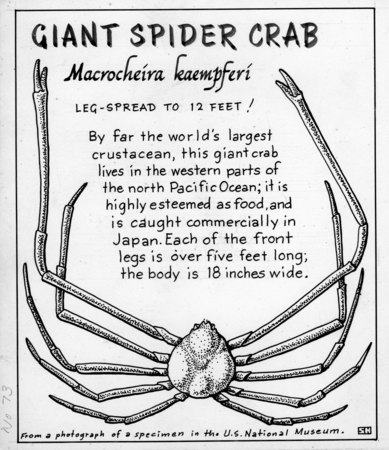 Giant spider crab: Macrocheira kaempferi (illustration from &quot;The Ocean World&quot;)