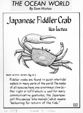 Japanese fiddler crab: Uca lactea (illustration from &quot;The Ocean World&quot;)