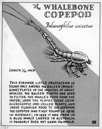 Whalebone copepod: Balaenophilus unisetus (illustration from &quot;The Ocean World&quot;)