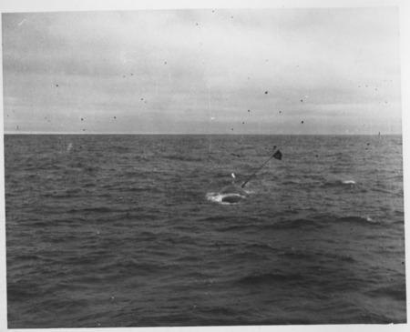 Whale with marker flag, harpooned by catcher boat with the Japanese Hashidate Maru whaling factory ship. Antarctica, c1948