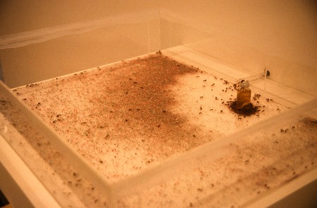 America: detail of Plexiglas case where ants bring colored sand from &quot;flags&quot;