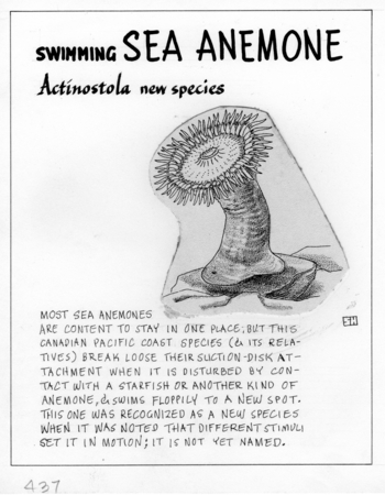 Swimming sea anemone: Actinostola new species (illustration from &quot;The Ocean World&quot;)