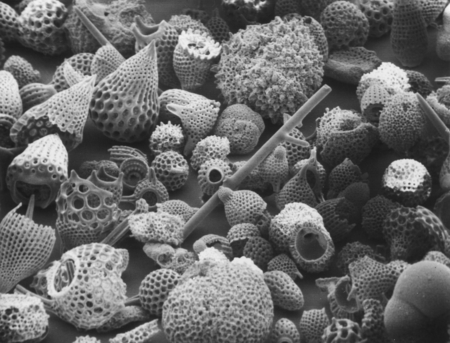 Fossilized Skeletons from the Deep Sea - Middle Eocene (45 million year old) Radiolaria (course-meshed objects), Foraminif...
