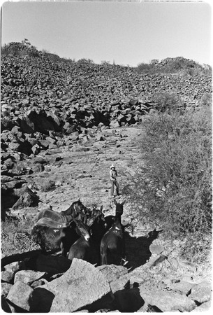 Mule breaking at Rancho El Cerro