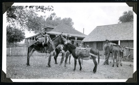 Peveril Meigs and Manuel Manrique with burros for the sierra expedition at Rancho San José (Meling Ranch)