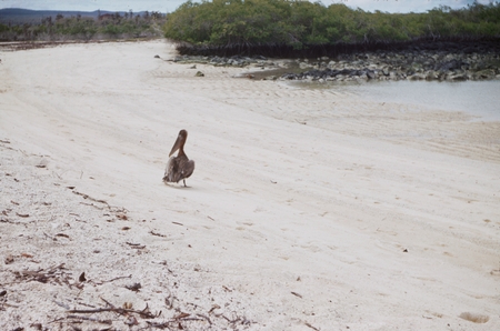 Pelican on calcareous beach, Academy Bay
