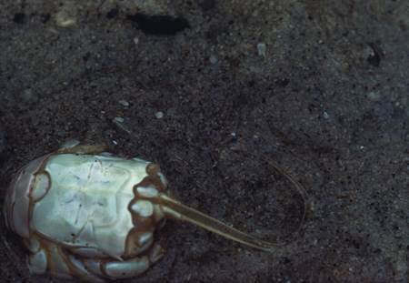 Mole crab (Lepidopa myops) found near Bird Rock, San Diego, California