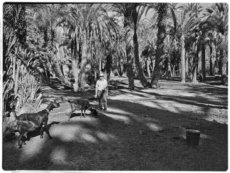 Palm grove at San José de Comondú
