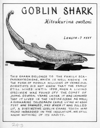 Goblin shark: Mitsukurina owstoni (illustration from &quot;The Ocean World&quot;)