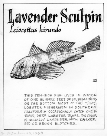Lavender sculpin: Leiocottus hirundo (illustration from &quot;The Ocean World&quot;)