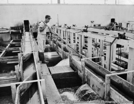 Man opening gate to seawater trough used for sluicing fish to cutting area