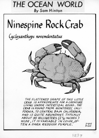 Ninespine rock crab: Cycloxanthops novemdentatus (illustration from  &quot;The Ocean World&quot;)