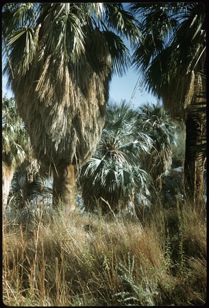 Blue Palm (Erythea armata) between two Washingtonias in Guadalupe Canyon