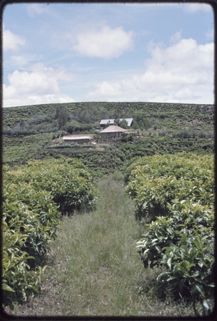 Western Highlands: tea plantation, buildings