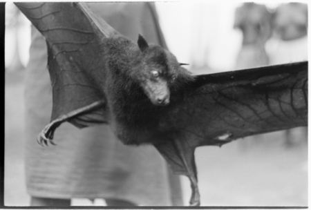 Captured bat