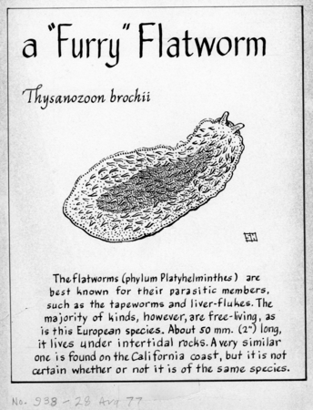 A &quot;furry&quot; flatworm: Thysanozoon brocchii (illustration from &quot;The Ocean World&quot;)