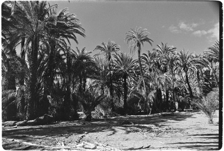 Date palms (Phoenix dactylifera) in San Ignacio