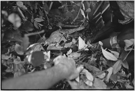 Pig festival, uprooting cordyline ritual, Tsembaga: cassowary, food associated with spirits of high ground, is placed in e...