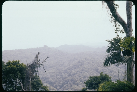 Forest landscape