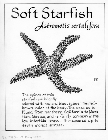 Soft starfish: Astrometis sertulifera (illustration from &quot;The Ocean World&quot;)
