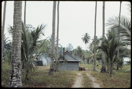 Siar Plantation, copra drying shed