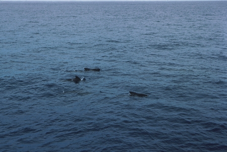 Pilot whales in the waters off Peru spotted from R/V Argo during the Scripps Institution of Oceanography&#39;s Swan Song Exped...