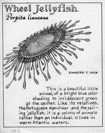 Wheel jellyfish: Porpita linneana (illustration from &quot;The Ocean World&quot;)