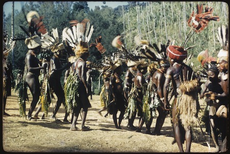 Pig festival, singsing, Kwima: dancers in feather and fur headdresses, man (r) wears red wig